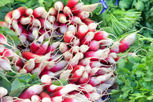 Close Up Of Bunches Of Red And White French Breakfast Radishes Piled For Sale At Farmer's Market