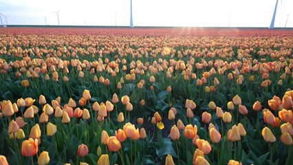 Wall Mural - Tulip fields and rows of grand Wind Turbines at dusk in Noordoostpolder part of Netherlands