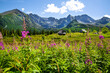 Beautiful summer flowers in the valley. High mountains on the background. Sunny summer day. 