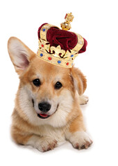 corgi dog wearing a crown for the royal jubilee celebration cutout on a white background