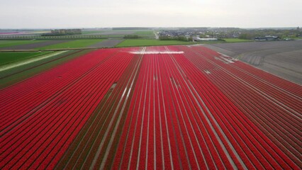 Wall Mural - Aerial view of the colorful tulip fields with sprinkler in the field in Keukenhof, Lisse, Netherlands