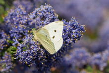 Small White, Or Cabbage White Butterfly (Pieris Rapae) Feeding On Ceanothus Flowers In Spring.