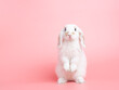 Front view of white cute baby holland lop rabbit standing on pink background. Lovely action of young rabbit.