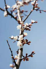 Wall Mural - Blooming apricot in spring on a sunny day