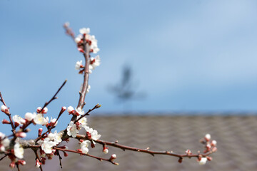 Wall Mural - Blooming apricot in spring on a sunny day