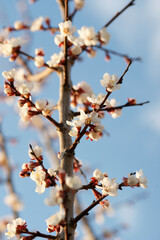 Wall Mural - Blooming apricot in spring on a sunny day