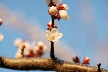 Wall Mural - Blooming apricot in spring on a sunny day