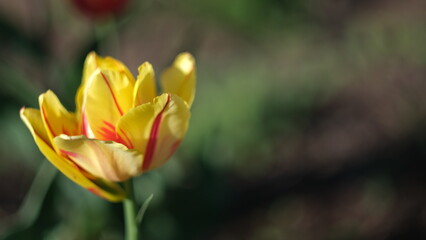 Canvas Print - blooming tulips in spring in the garden