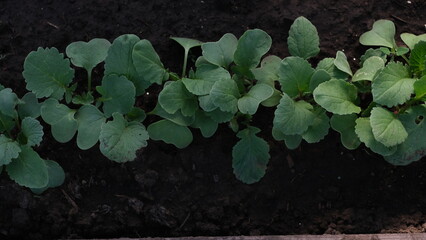 Poster - radish sprouts in the garden