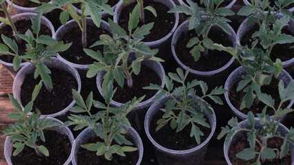 Poster - tomato seedlings in plastic cups