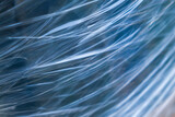 Fototapeta Dmuchawce - Abstract background. White blurred lines and curves on blue