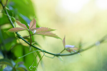 Wall Mural - green leaves on abstract blurred green background with bokeh light and copy space