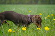 cute coffee-colored dachshund puppy on a green meadow among yellow dandelions during a walk