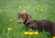 cute coffee-colored dachshund puppy on a green meadow among yellow dandelions during a walk