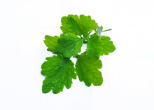 Celandine Medicinal Herb Leaf Isolated On White Background