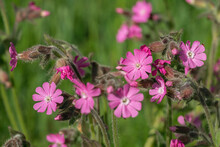 Blossoms Of A Red Campion Flower (Silene Dioica)
