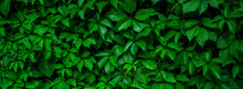 Green Leaf Background. Green Banner From Plant Leaves