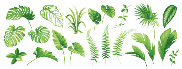 Tropical leaves collection. Hawaiian plants set. Botanical illustration. Vector elements isolated on a white background. 