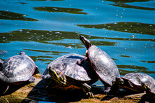 Happy Little Turtles Basking In The Sun On A Sunny Morning On The River.