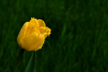 Wall Mural - yellow tulip on a blurry green background. the flower is a yellow tulip with needle-like edges of pe