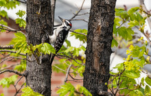 A Male Downy Woodpecker Climbing Up A Tree Looking For Insects