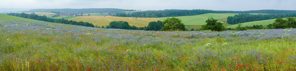 Canvas Print - Panorama of a field with different flowers in the middle of summer