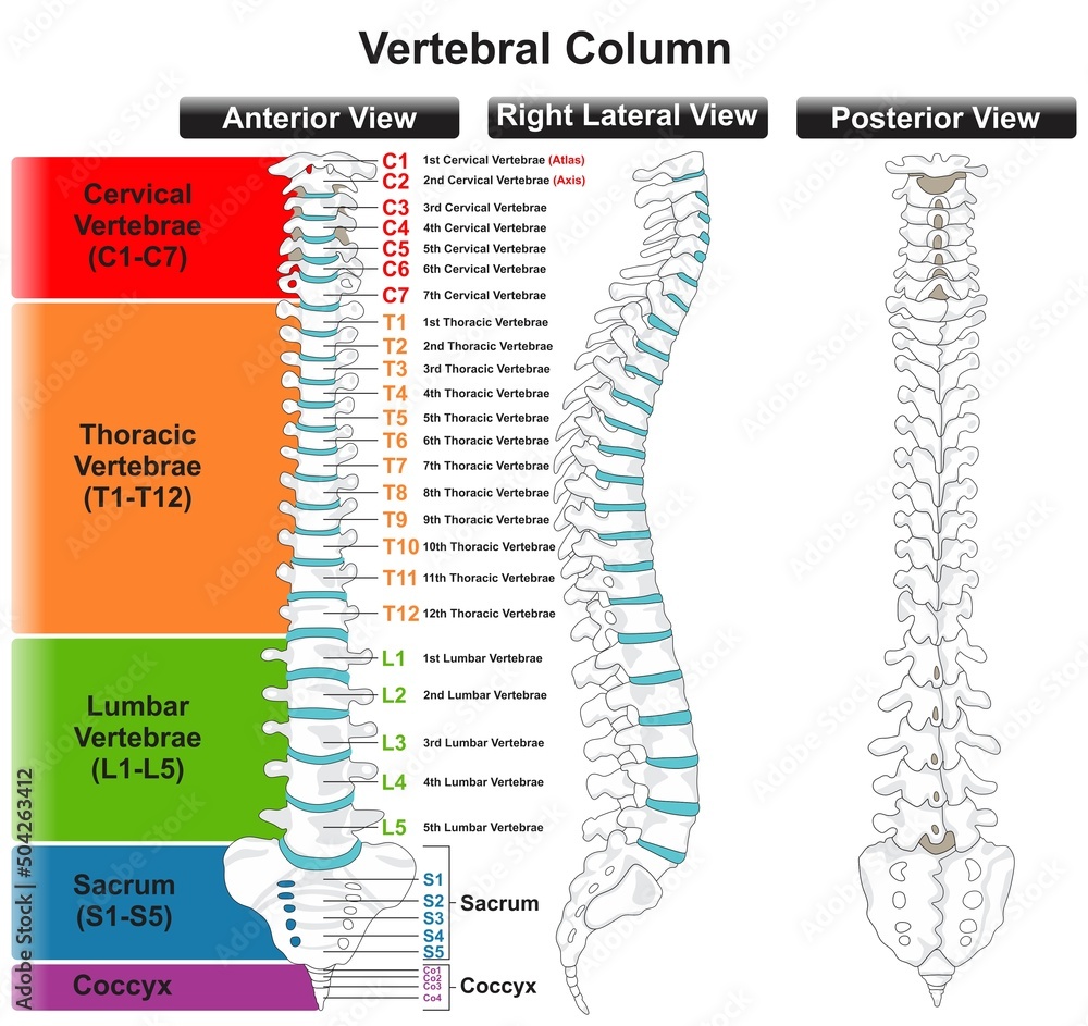 Poster: vertebra - pain - Vertebral Column Anatomy Infographic Diagram ...