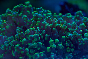 Wall Mural - sea ​​corals Euphyllia glabrescens