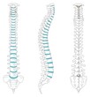 © udaix - Vertebral Column Anatomy Infographic Diagram for medical science education vector spine of human body drawing vertebra classification structure part of skeletal system anterior posterior lateral view