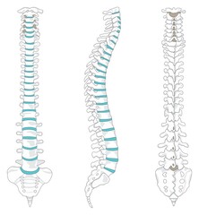 vertebral column anatomy infographic diagram for medical science education vector spine of human bod