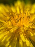 Fototapeta Dmuchawce - yellow flower macro