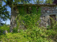 The Wall Of An Old Abandoned House, Overgrown With Plants. Abandoned Building.
