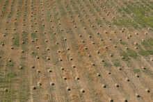 Aerial Drone View Of Hay Bales Set In Rows In The Agricultural Field After Being Cut And Baled