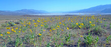 Death Valley Badwater Basin Overlook - Desert Gold Sunflowers Overlooking Death Valley's Badwater Basin Dry Lake