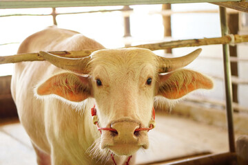 Wall Mural - albino buffalo is imprisoned and waiting to be sold.