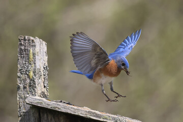 Blue Birds working hard to feed chicks in nesting box on hot summer day in riverside park setting with weathered wood box