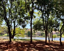 Lagoon Tree Inside Londrina Paraná Brasil