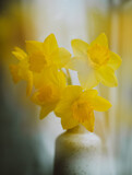 Fototapeta Tulipany - yellow daffodils in a vase