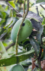 Wall Mural - Raw mango with water drops hanging on the tree close up shot