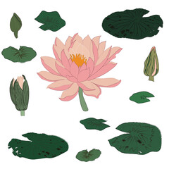 Lotus flowers and leaves isolated vector illustration in old japanese woodprint ukiyoe-e style. Design for natural cosmetics, health care and ayurveda products, yoga center.