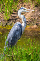 Sticker - Black headed heron at a river in africa