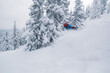 Skier riding on his ski in snow powder in deep spruce forest