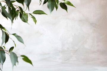 empty space and ficus leaves, natural background