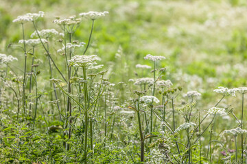 Wall Mural - Wild flowers growing in a field, UK