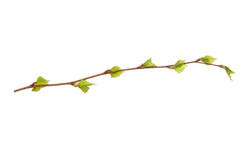 Canvas Print - tree branch with young green leaves isolated on white background