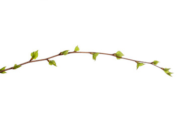 Poster - tree branch with young green leaves isolated on white background