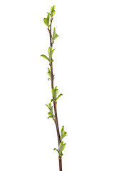 Poster - tree branch with young green leaves isolated on white background