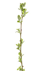 Poster - tree branch with young green leaves isolated on white background