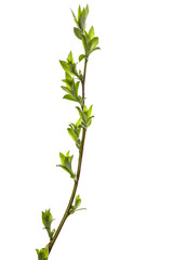 Poster - tree branch with young green leaves isolated on white background