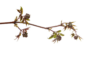 Poster - tree branch with young green leaves isolated on white background